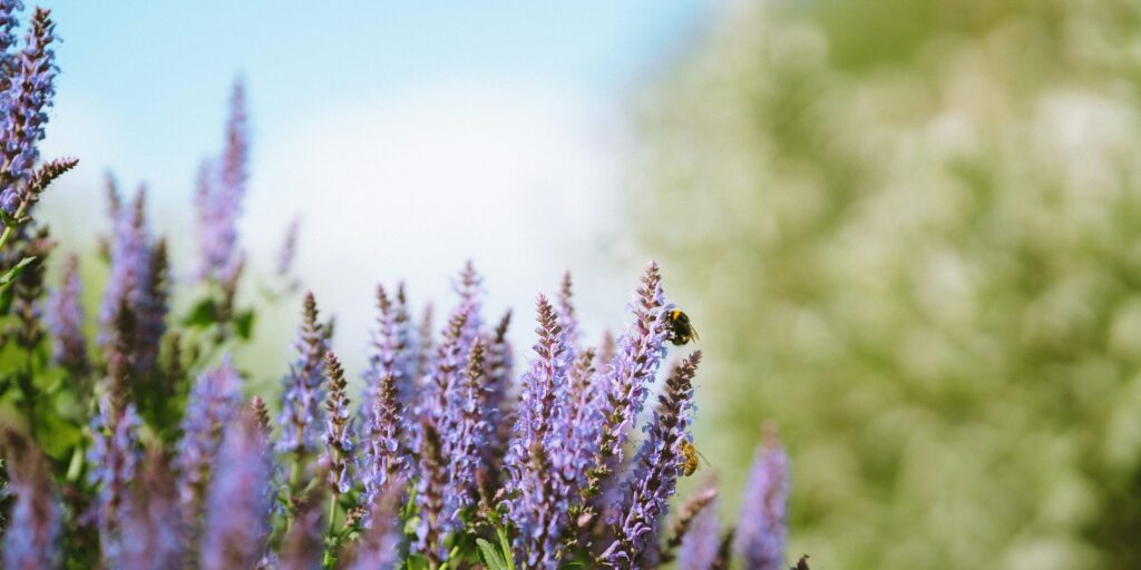 Stäppsalvia som växer i ett sommarlandskap