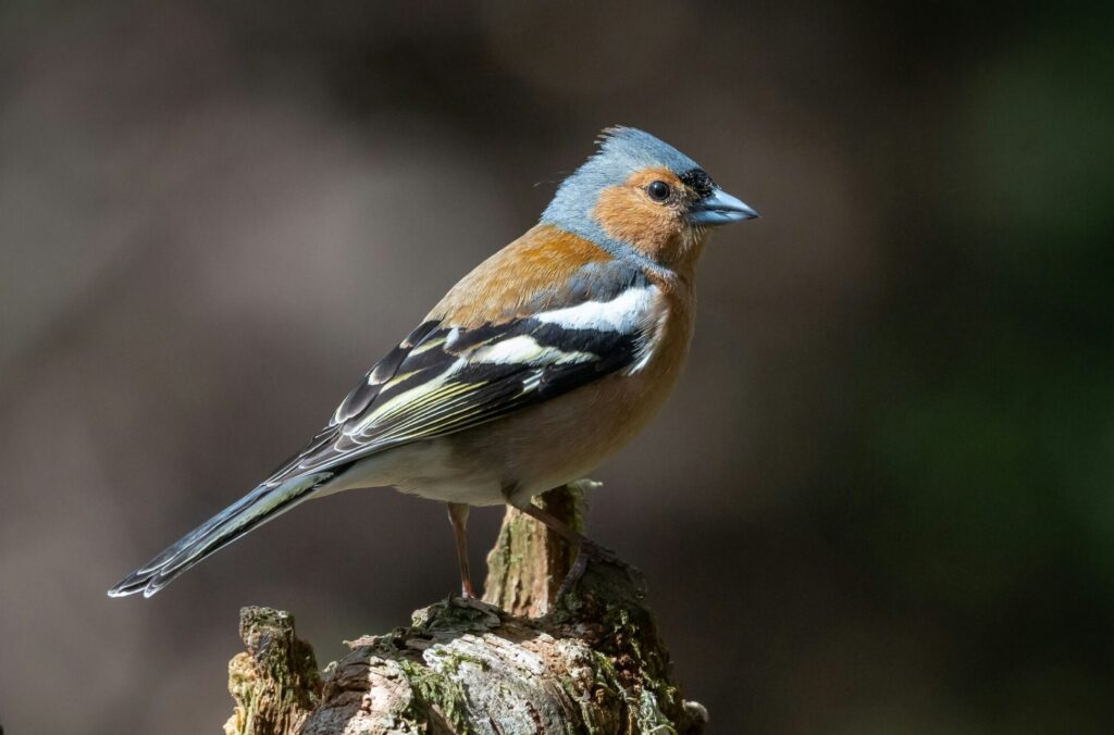 Fågel sittande på en stubbe