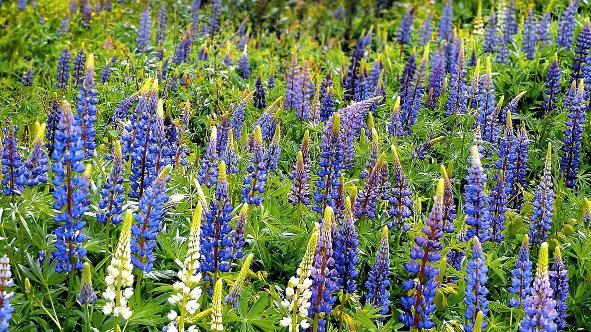 Blomsterlupin